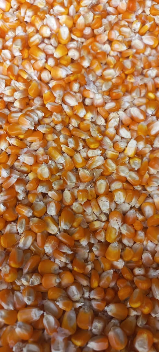 Maize 2