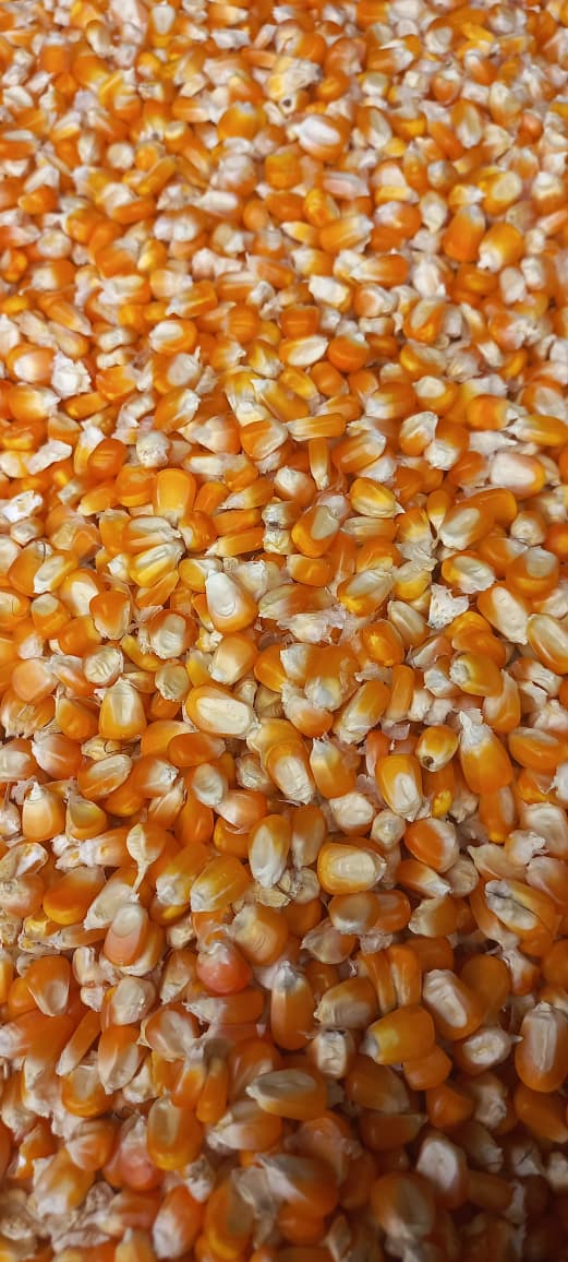 Maize